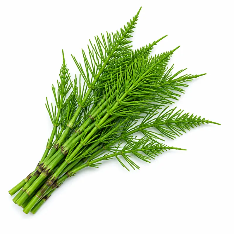 Horsetail Extract